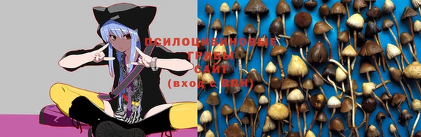 стаф Баксан